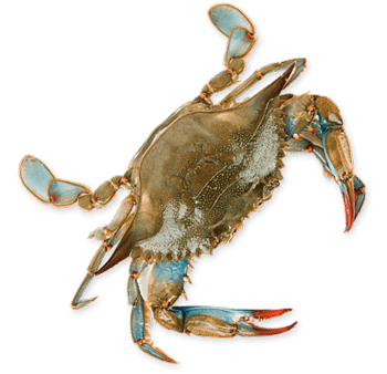 Buttonwood Beach Blue Crab