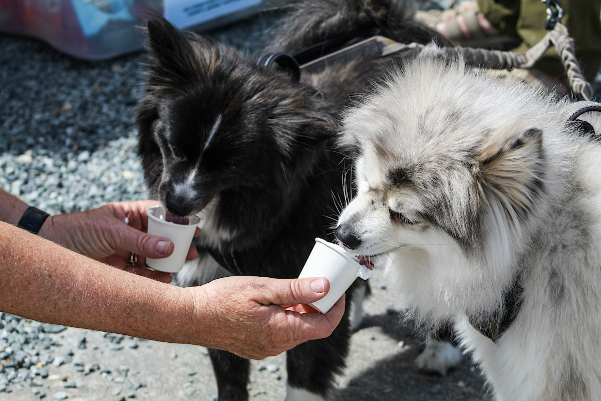 Dogs being fed