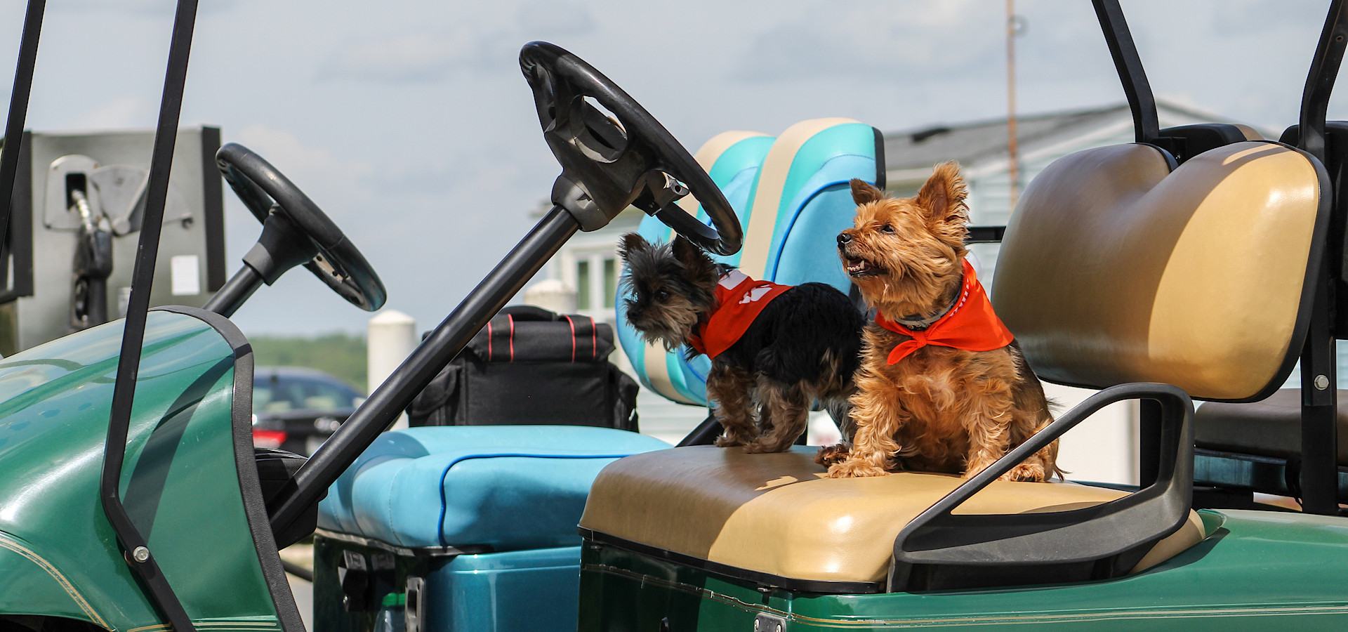 Dogs driving a golf cart